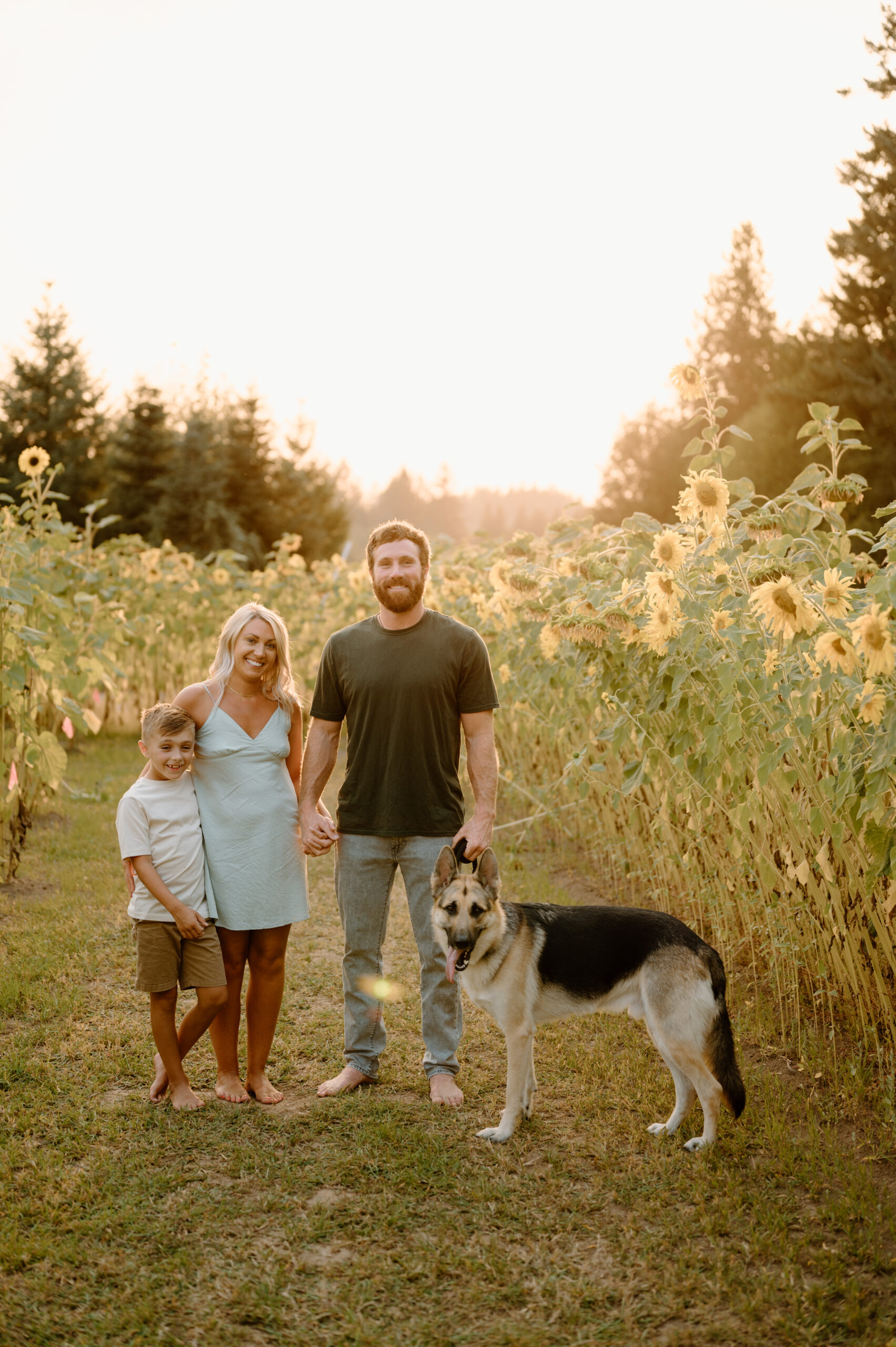 Washington Family Photographer, Summer Photography, Sunflowers, family of three, golden hour, Family Fashion, family portraits with a dog, german Shepherd.