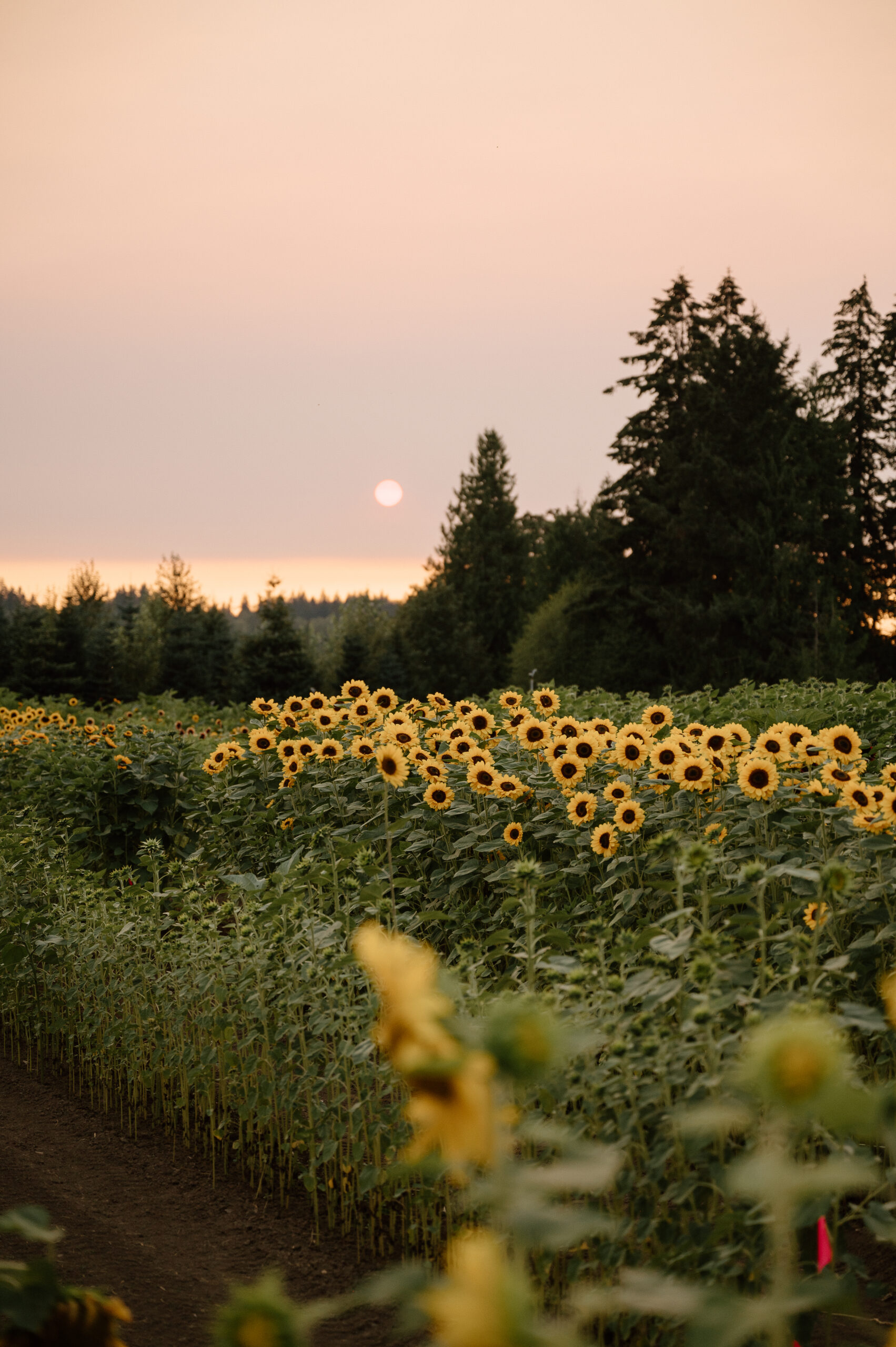 Sunflowers by PNW Photographer Forgette Photo